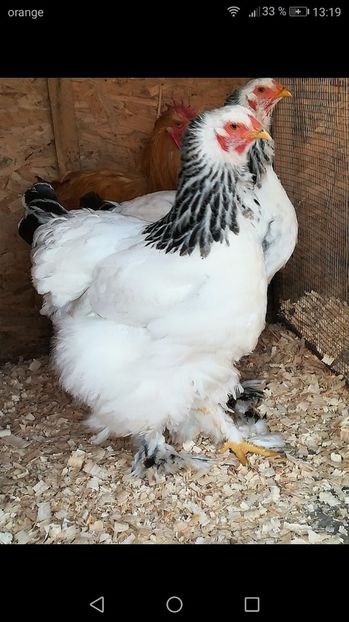  - Brahma herminat deschis 2017