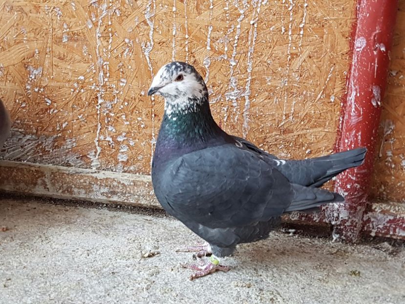 Femela 2016 - amintiri