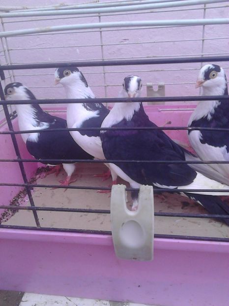  - Noi achiziții 2017