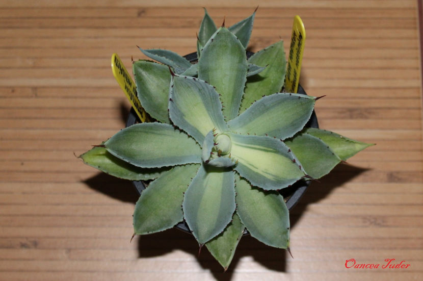 Agave Potatorum Kissho Khan Mediopicta Creamy Yellow - Agave Potatorum