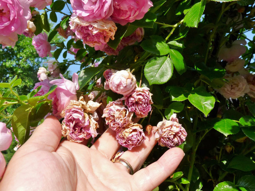 A treia zi arsita! - Tc_Jmn