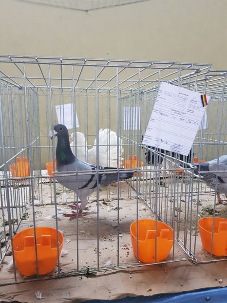  - rezultate lipova 2017