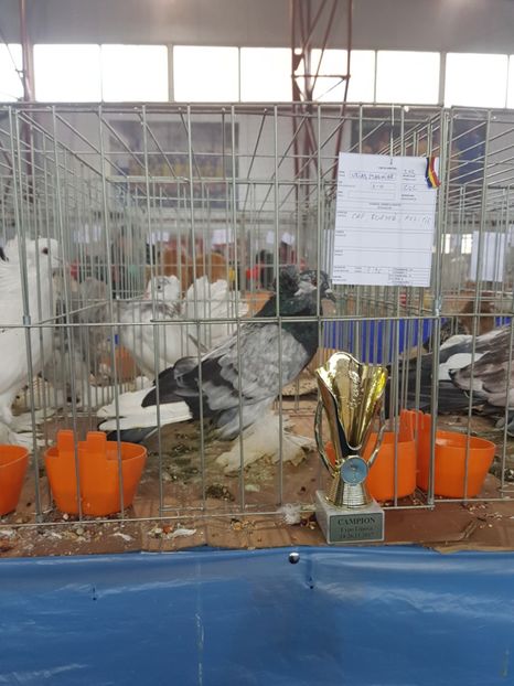  - rezultate lipova 2017
