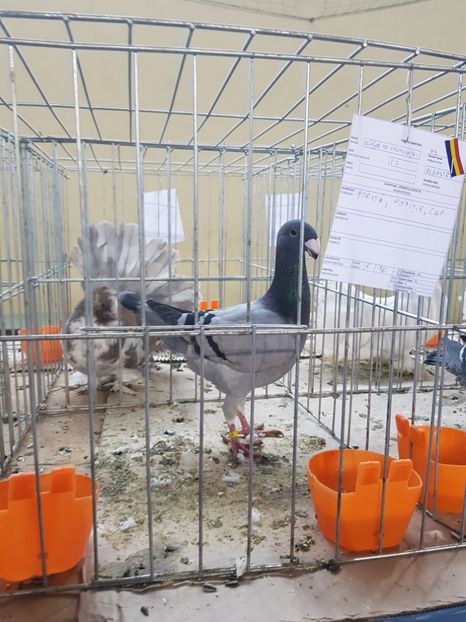  - rezultate lipova 2017