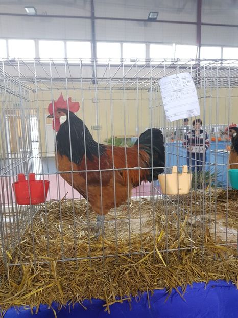  - rezultate lipova 2017