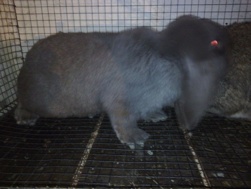 Mascul 5 luni 120 lei - De vanzare decembrie 2017