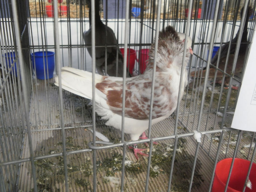 M - Expo- Constanta 2017