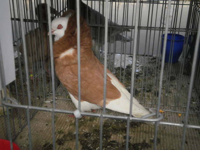 M - Expo- Constanta 2017