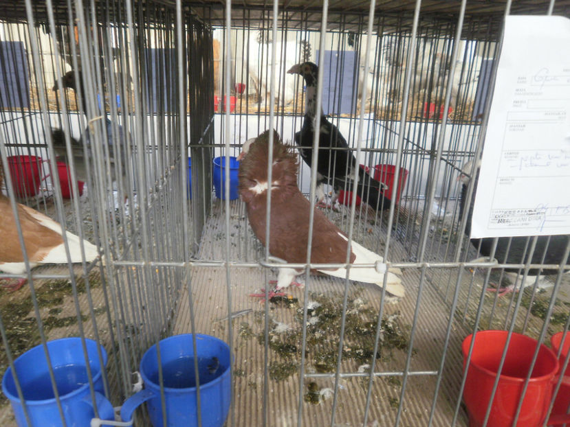 M - Expo- Constanta 2017