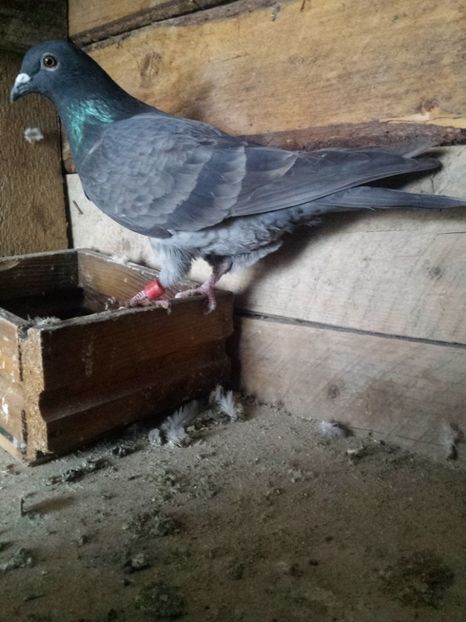 Cuca pe inchis - PORUMBIȚE-VOIAJOR