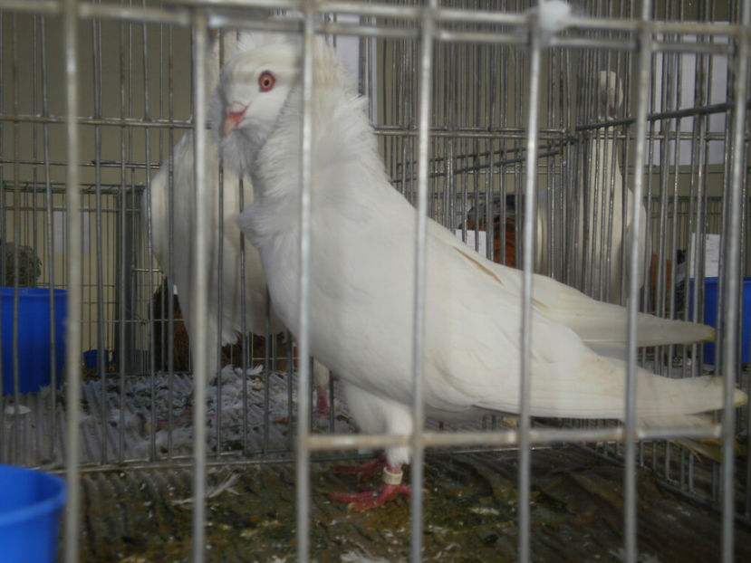 M - Expo- Constanta 2017