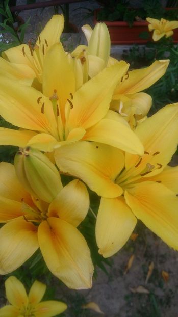  - 0 FLORI 2017 in gradina