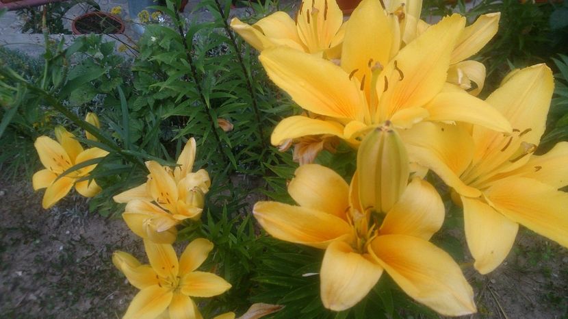  - 0 FLORI 2017 in gradina