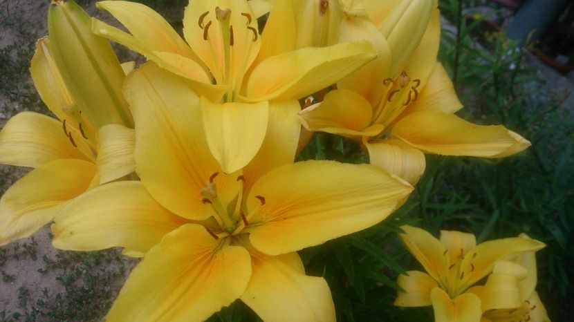  - 0 FLORI 2017 in gradina