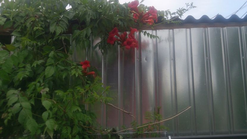  - 0 FLORI 2017 in gradina