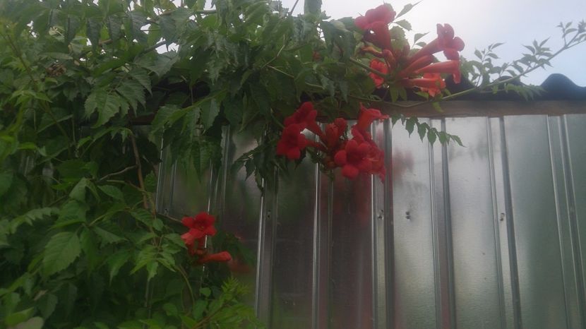  - 0 FLORI 2017 in gradina