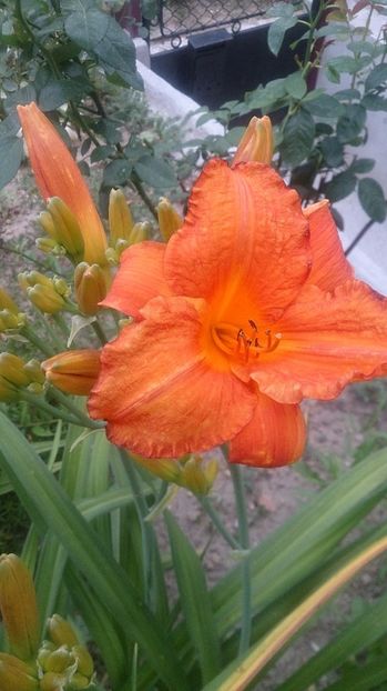  - 0 FLORI 2017 in gradina