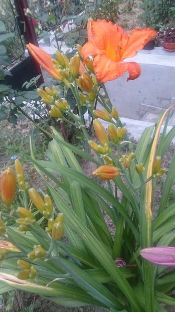  - 0 FLORI 2017 in gradina