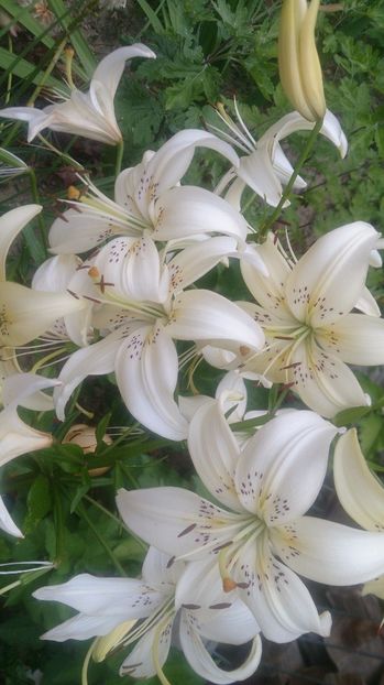  - 0 FLORI 2017 in gradina