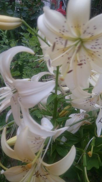  - 0 FLORI 2017 in gradina