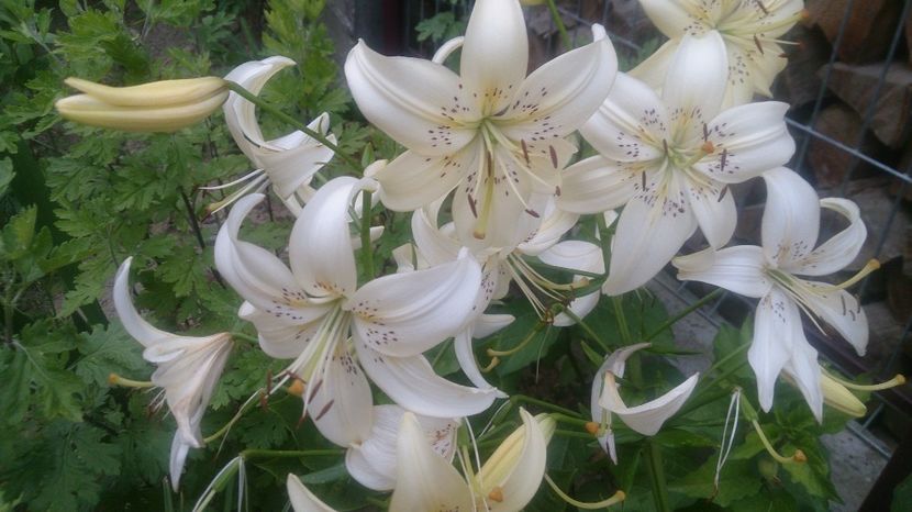  - 0 FLORI 2017 in gradina