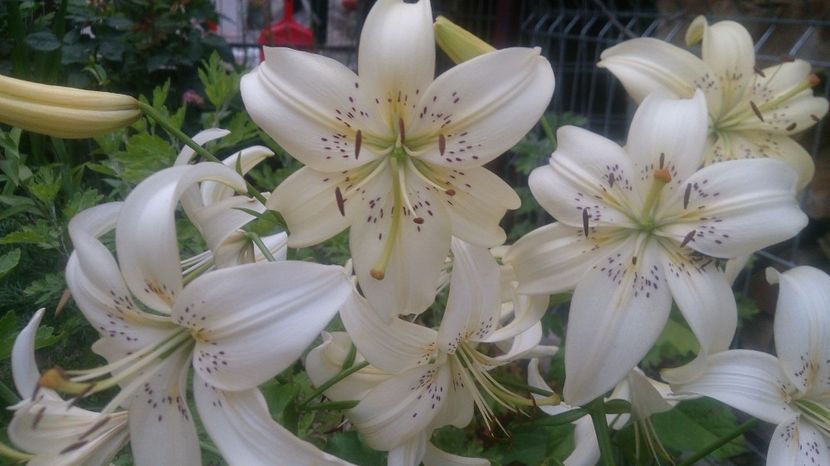  - 0 FLORI 2017 in gradina