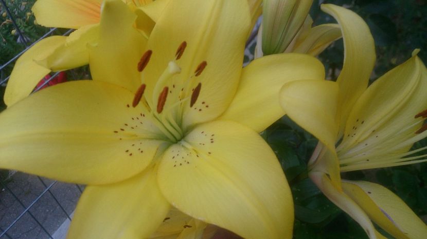  - 0 FLORI 2017 in gradina