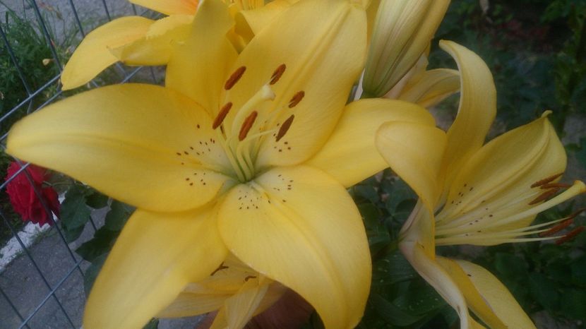  - 0 FLORI 2017 in gradina