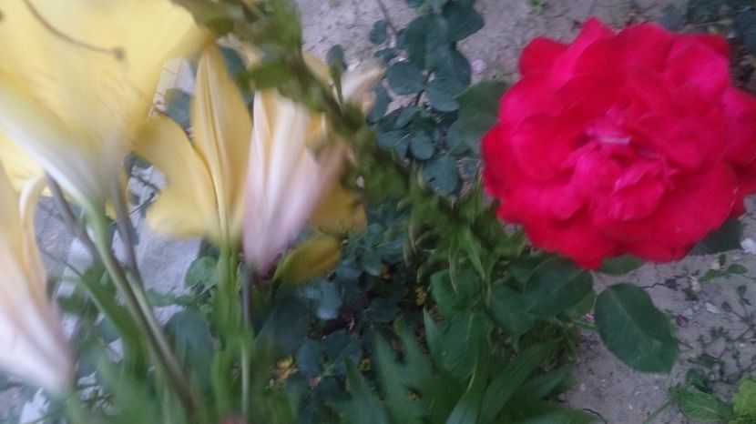  - 0 FLORI 2017 in gradina