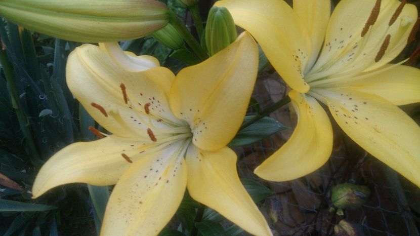  - 0 FLORI 2017 in gradina