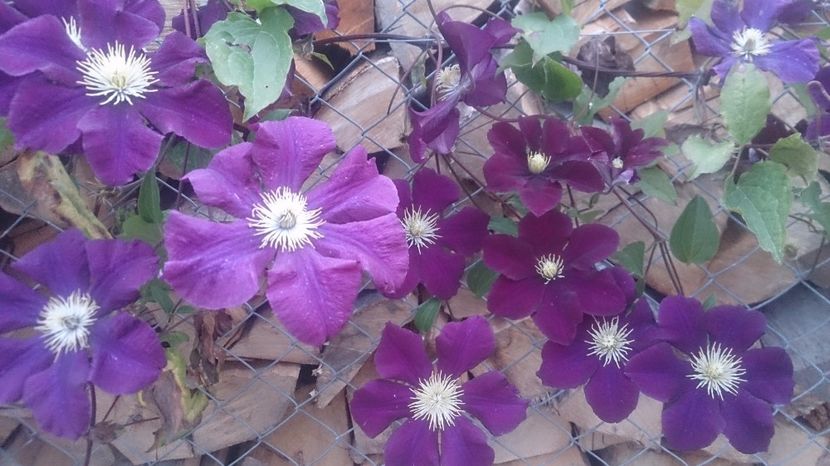  - 0 FLORI 2017 in gradina