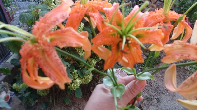  - 0 FLORI 2017 in gradina