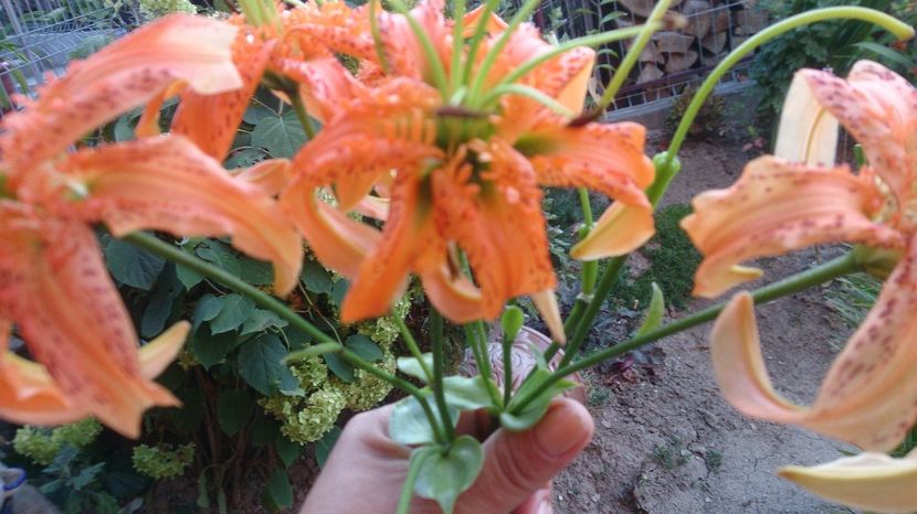  - 0 FLORI 2017 in gradina