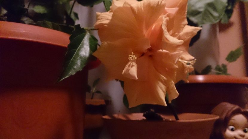  - 0 FLORI 2017 in gradina