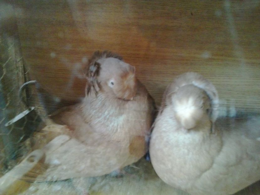 2016-11-22 13.19.47 - GENETICA