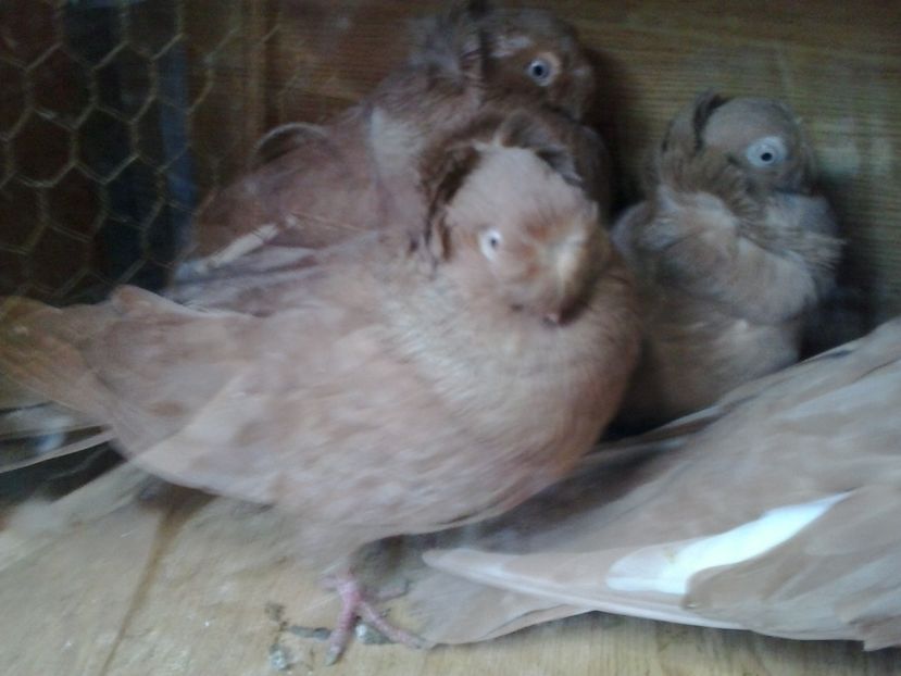 2016-11-22 13.26.58 - GENETICA