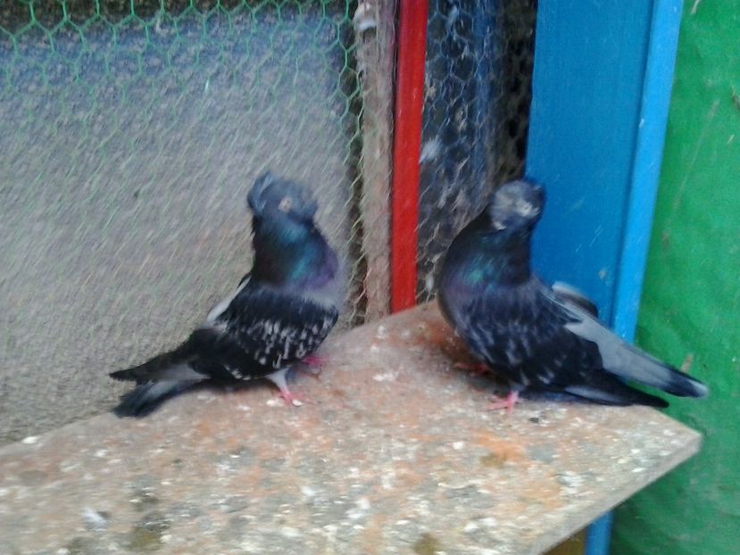 2015-11-05 11.47.44 - GENETICA