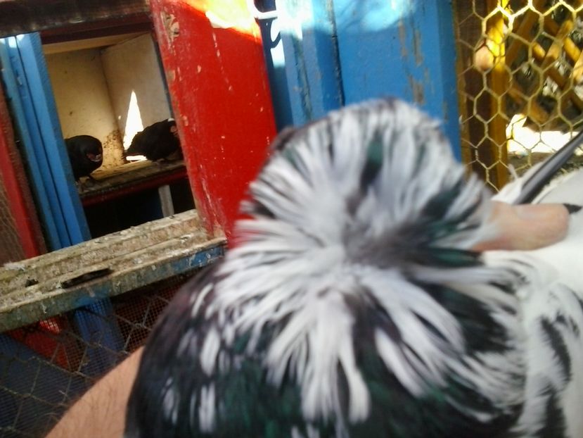 2016-11-22 12.30.28 - GENETICA