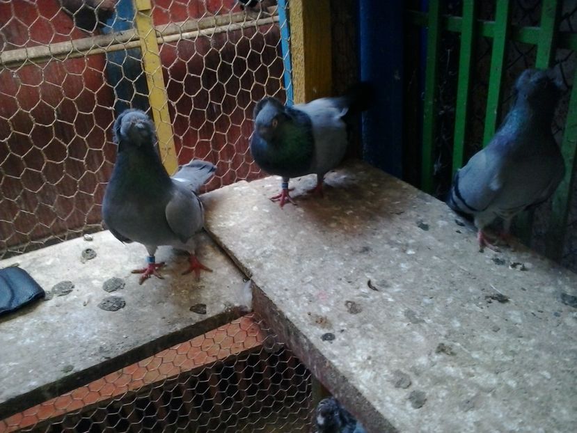 2016-11-24 13.48.26 - GENETICA