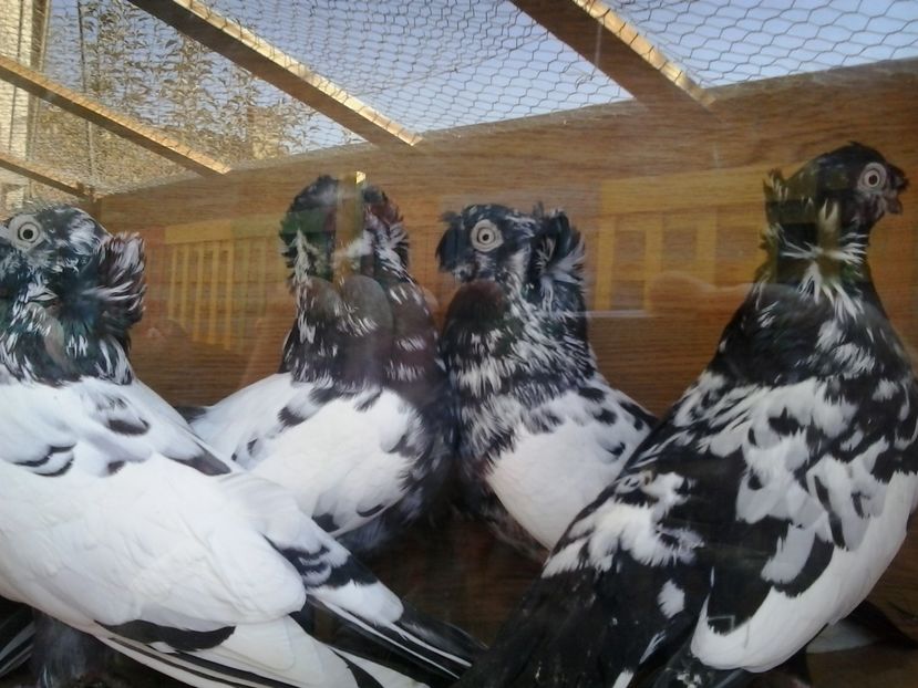 2016-11-22 12.07.37 - GENETICA