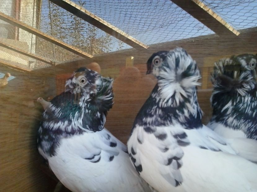 2016-11-22 12.15.28 - GENETICA