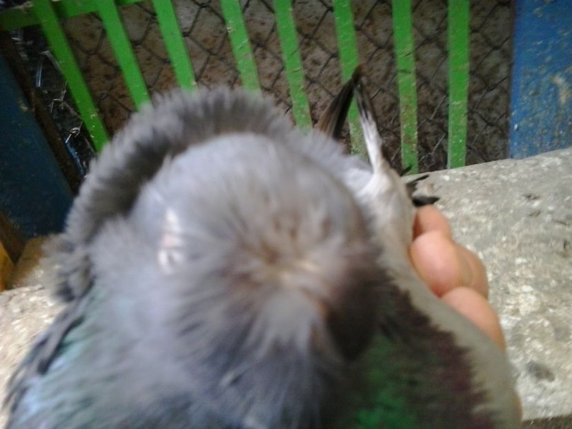 2016-11-24 13.56.04 - GENETICA