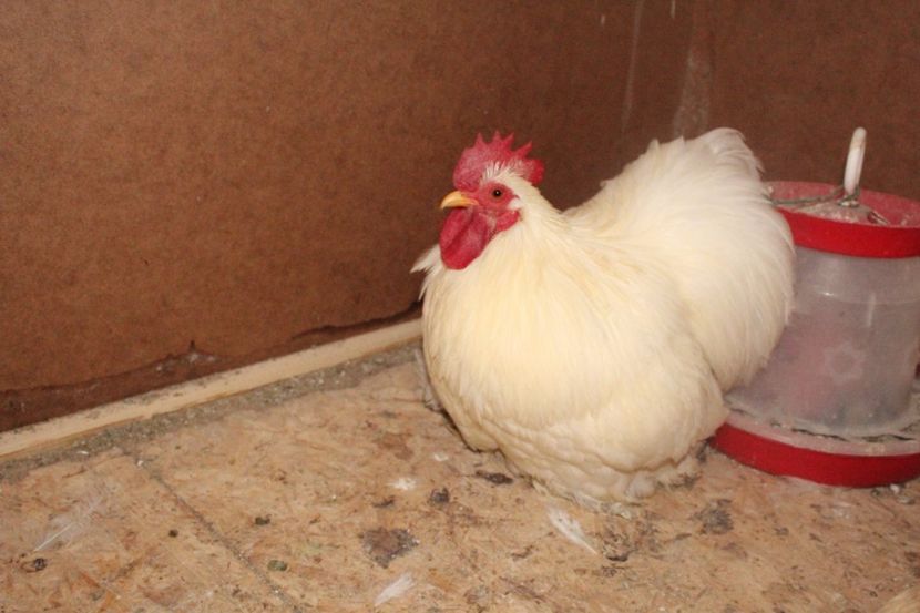  - Cochinchina pitic alb 2018