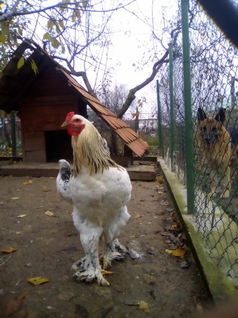  - Brahma și Rouen 2017