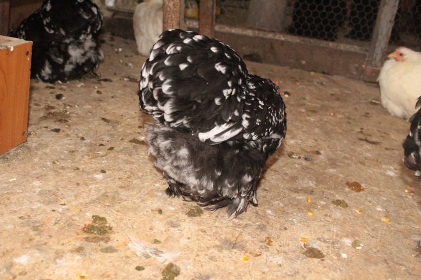  - Cochinchina pitic bobat pentru 2018