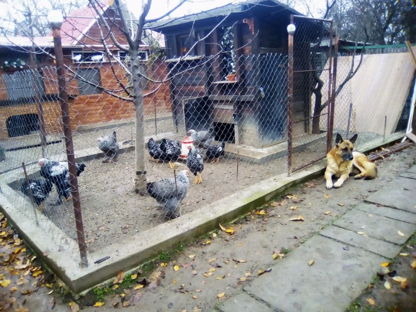  - Brahma și Rouen 2017