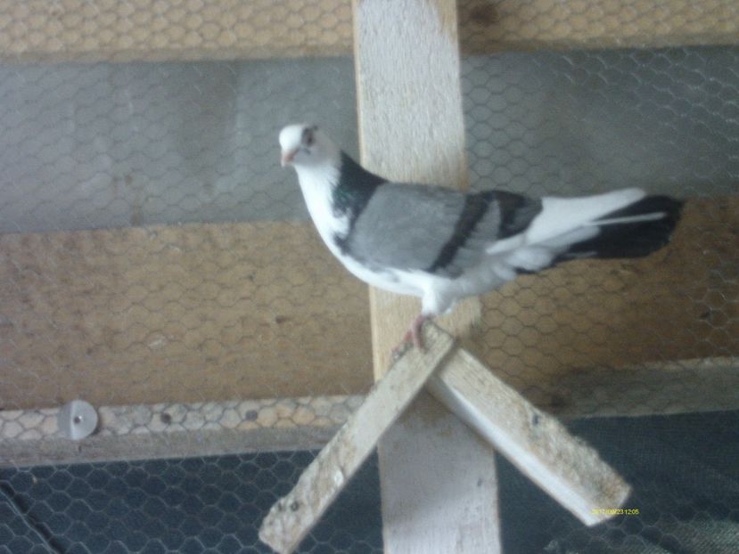  - galateni matca 2017