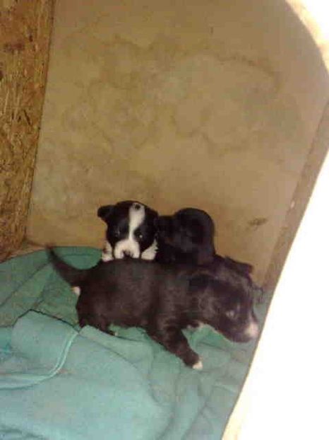  - Caini de sobolani-dihori-paza