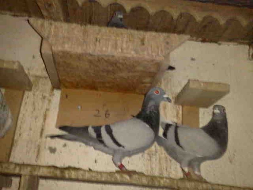 272 - X-Porumbei vinduti