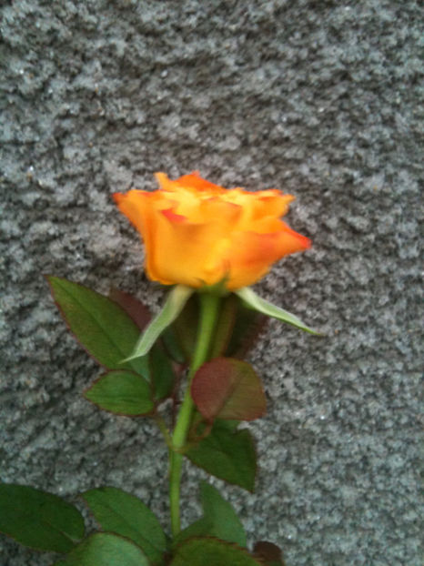 marie-claire!® - Trandafiri clasici si spray